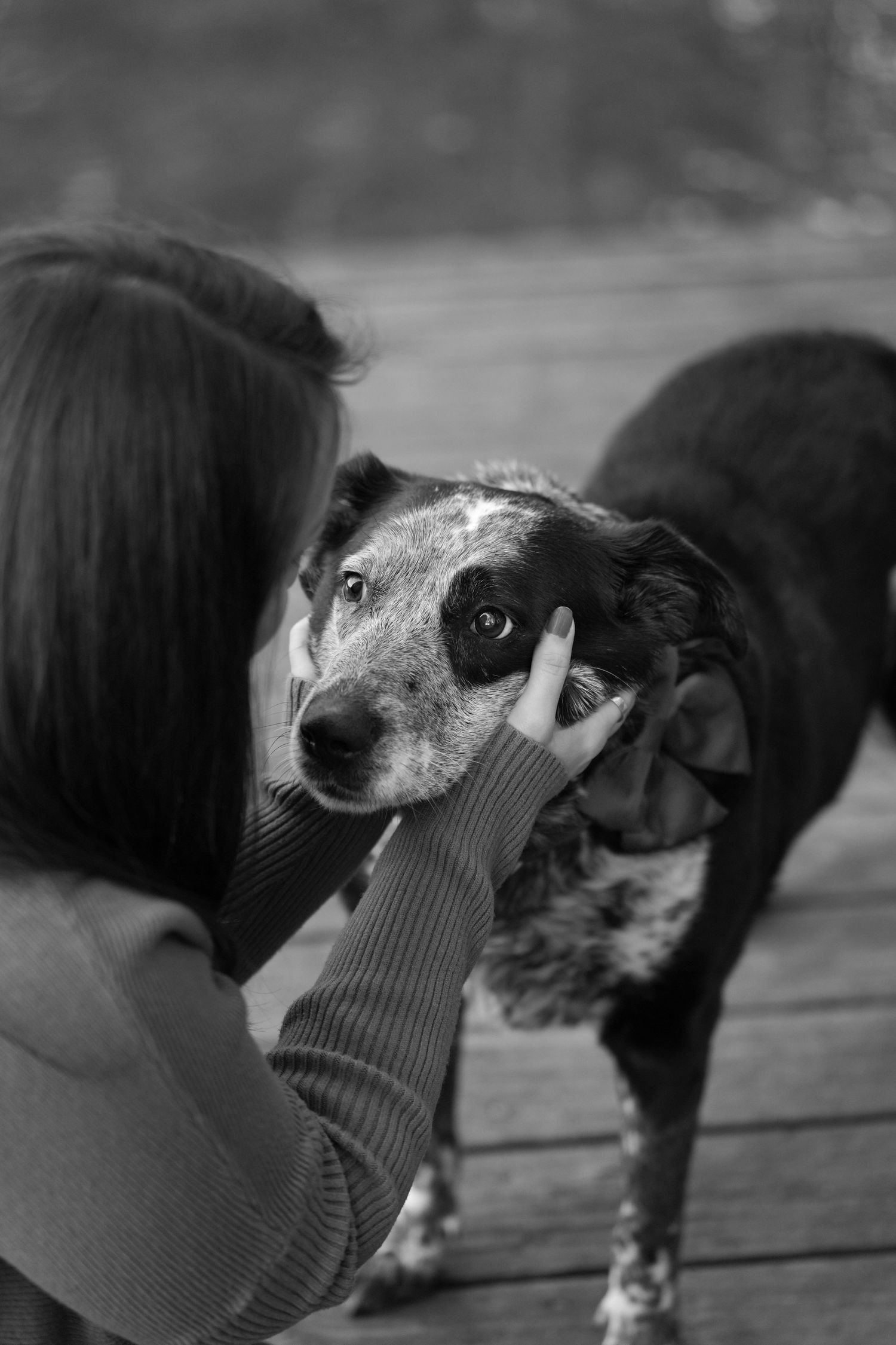 Katie Ziegler Photography. Huntsville, Alabama. Pet and Family Photographer. Fall photos. Australian Cattle Dog, blue Heeler, rescue dog.