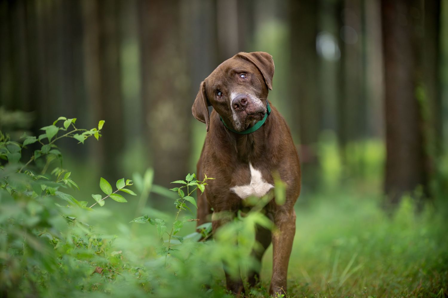 Katie Ziegler Photography. Huntsville, Alabama. Pet Photographer. Huntsville - Land Trust of North Alabama. rescue dog, shelter dog