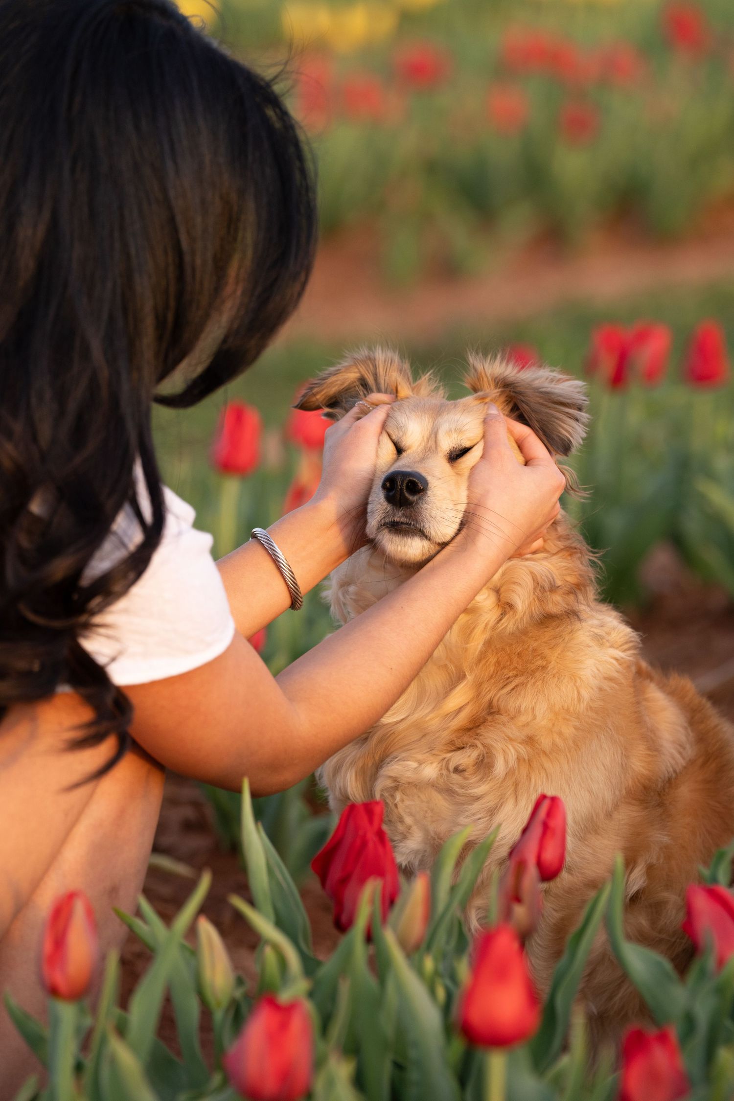 Katie Ziegler Photography. Huntsville, Alabama. Pet Photographer. Tulip fields at the Hubert Family Farms. New Market, AL. Cute Dog Photos.