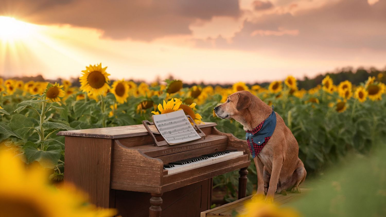 Katie Ziegler Photography. Huntsville, Alabama. Pet Photographer. sunflower field Pet Portraits
