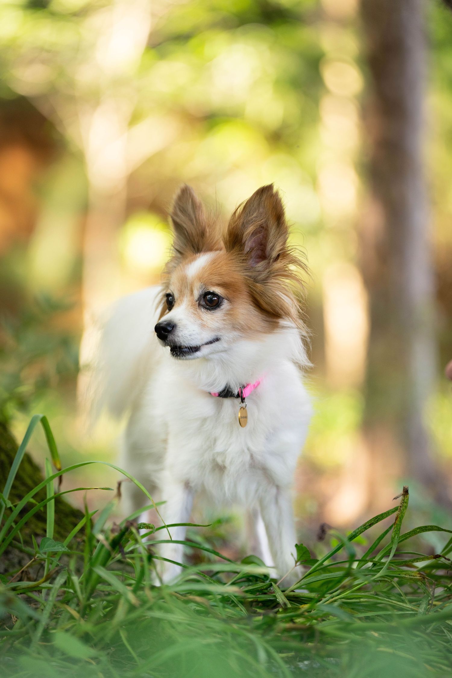 Katie Ziegler Photography. Huntsville, Alabama. Pet Photographer. Papillon Rescue Dog.