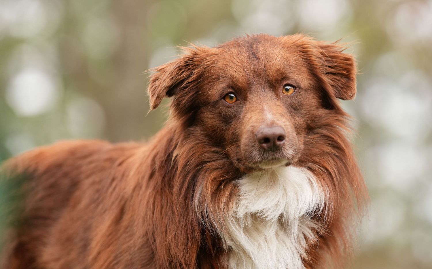 Katie Ziegler Photography. Huntsville, Alabama. Pet Photographer.