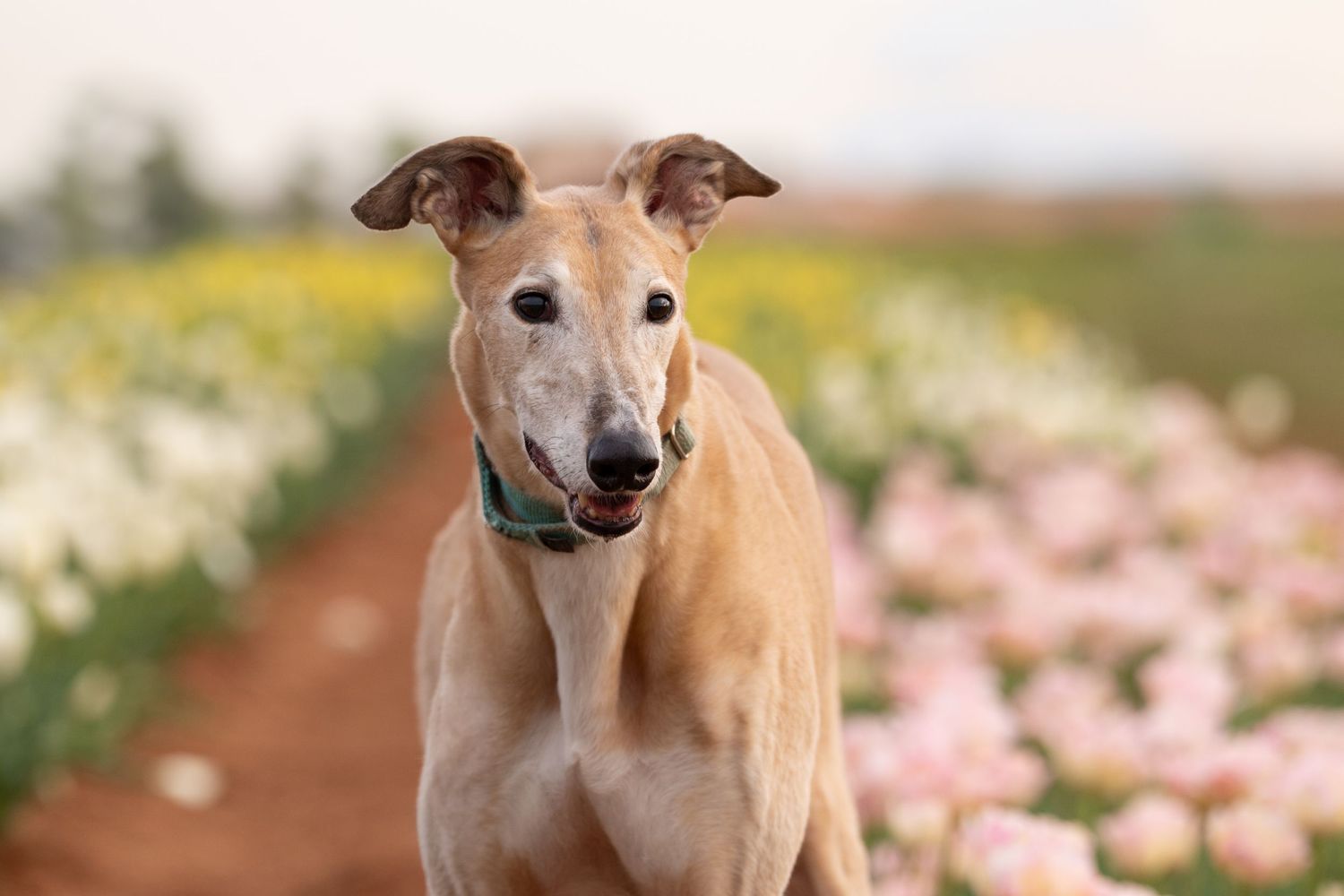 Katie Ziegler Photography. Huntsville, Alabama. Pet Photographer. Tulip fields at the Hubert Family Farms. New Market, AL. Cute Dog Photos.