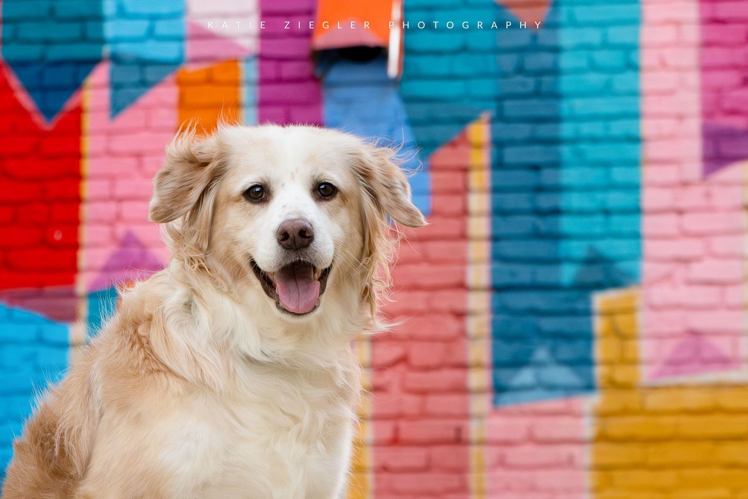 Katie Ziegler Photography. Huntsville, Alabama. Pet Photographer. downtown Huntsville, huntsville art murals