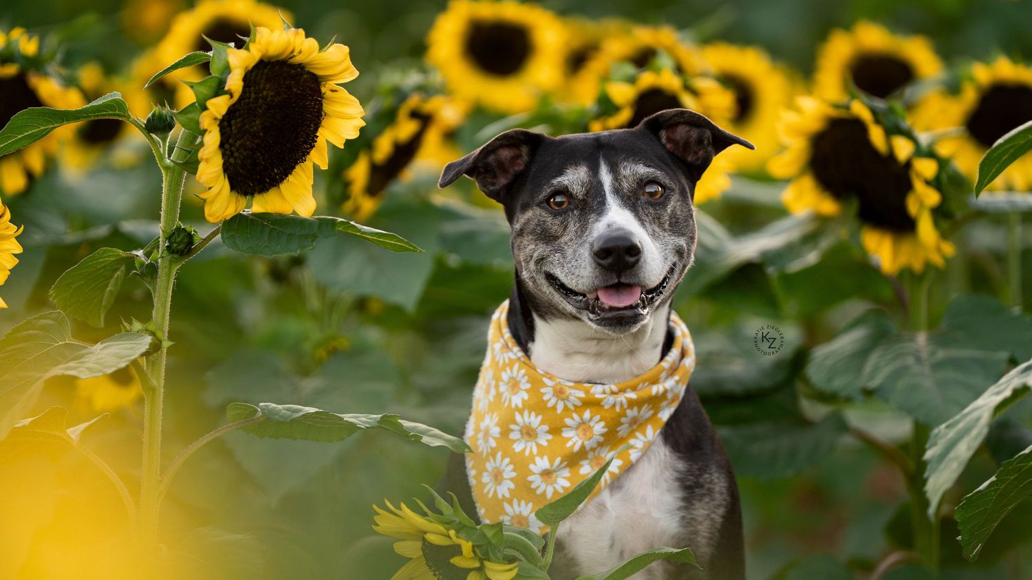 Katie Ziegler Photography. Huntsville, Alabama. Pet Photographer. sunflower field Pet Portraits