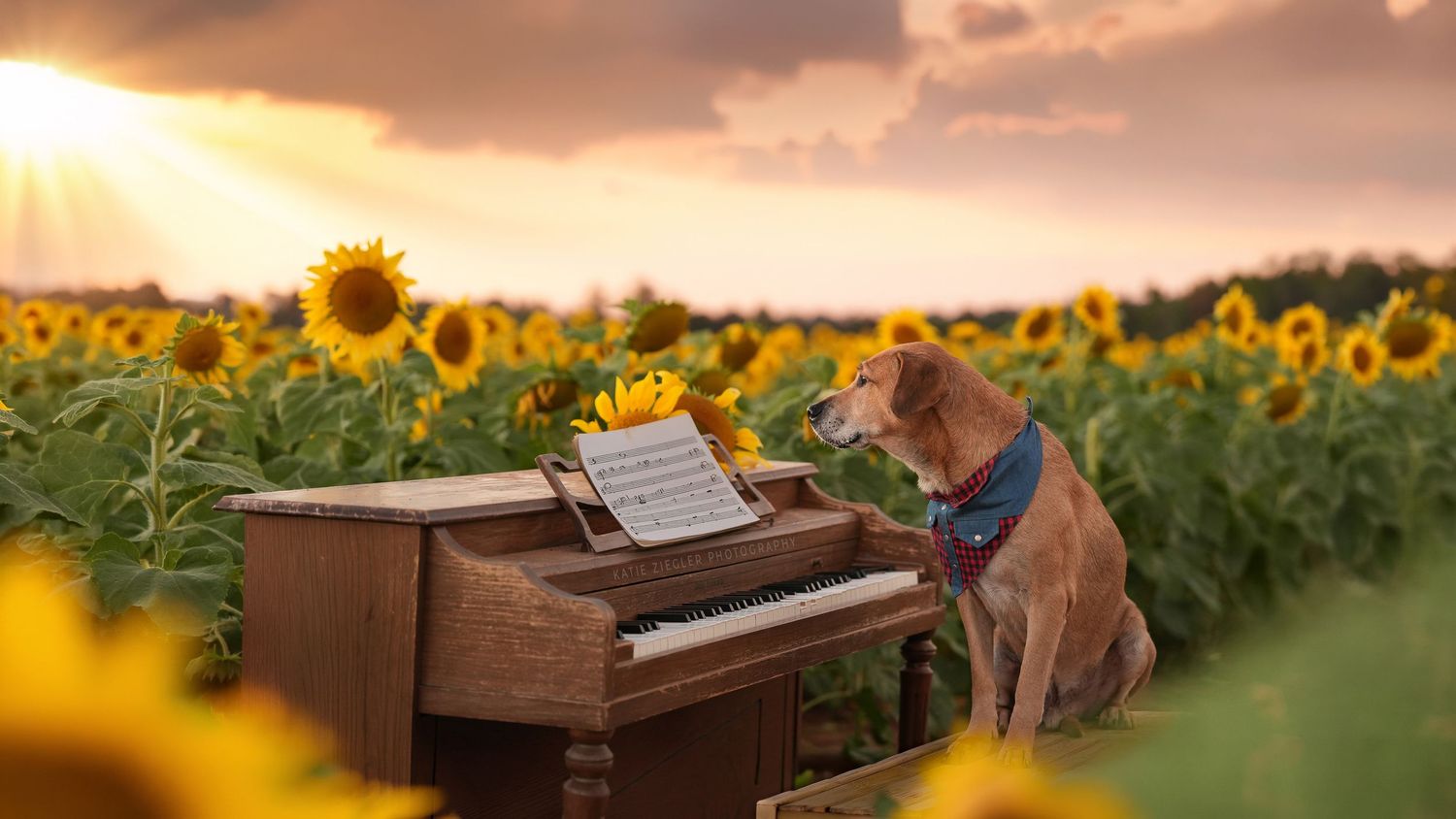 Katie Ziegler Photography. Huntsville, Alabama. Pet Photographer. sunflower field Pet Portraits