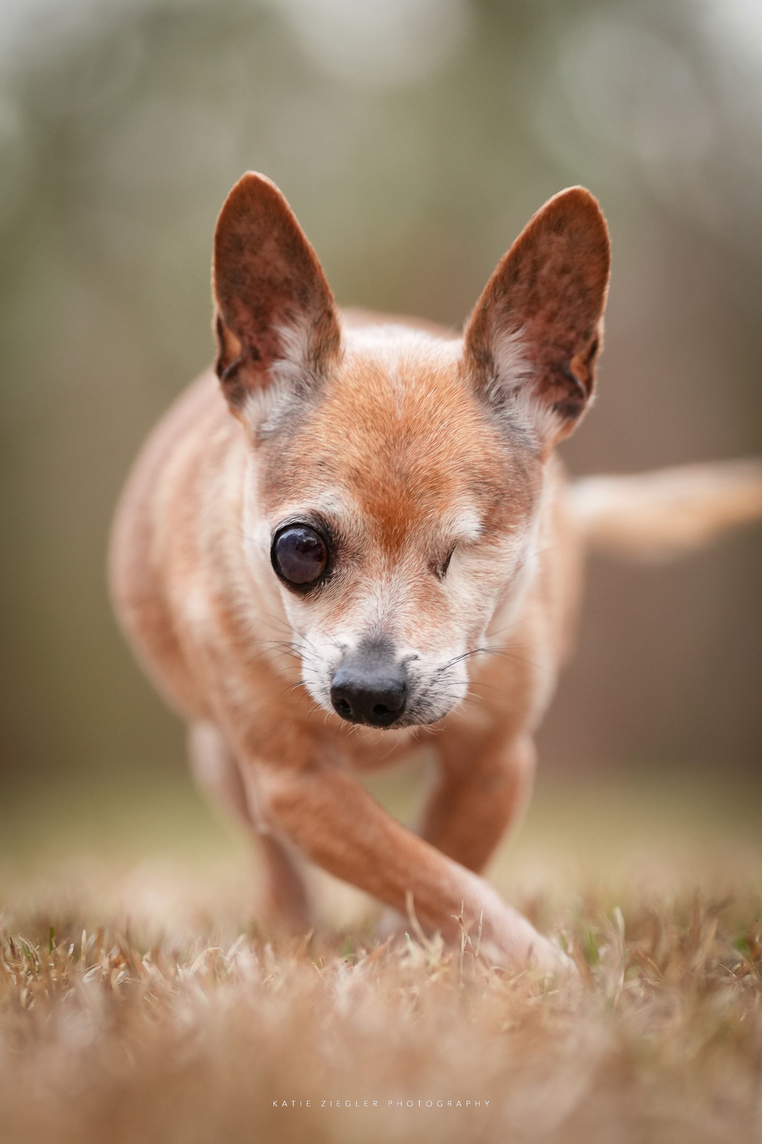 Katie Ziegler Photography. Huntsville, Alabama. Pet Photographer. senior pet portraits