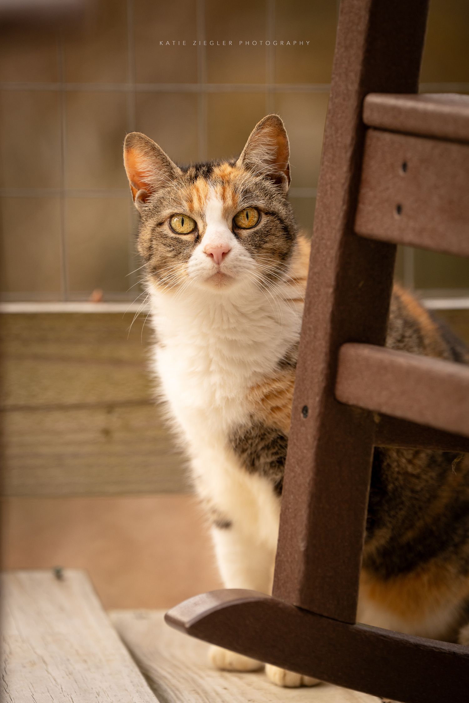 Katie Ziegler Photography. Huntsville, Alabama. Pet Photographer. fall pet portraits, cat photographer