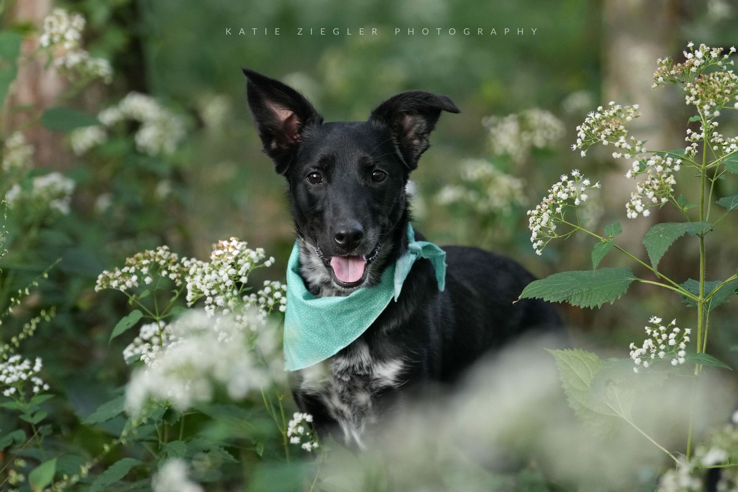 Katie Ziegler Photography. Huntsville, Alabama. Pet Photographer.