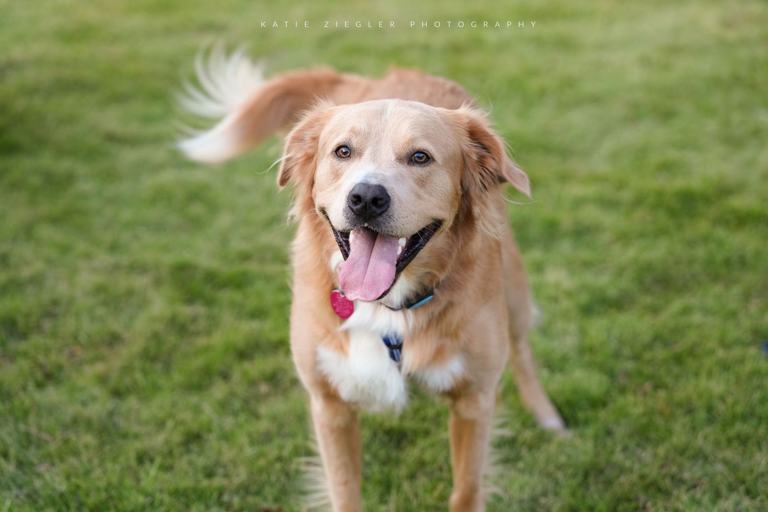 Katie Ziegler Photography. Huntsville, Alabama. Pet Photographer. Pet friendly Events.