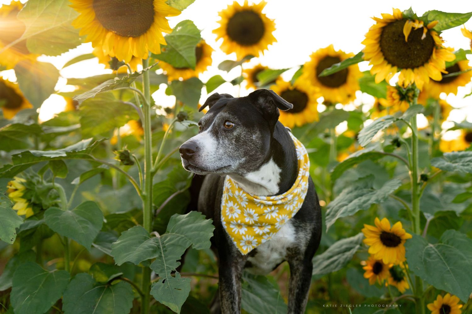 Katie Ziegler Photography. Huntsville, Alabama. Pet Photographer. sunflower field Pet Portraits