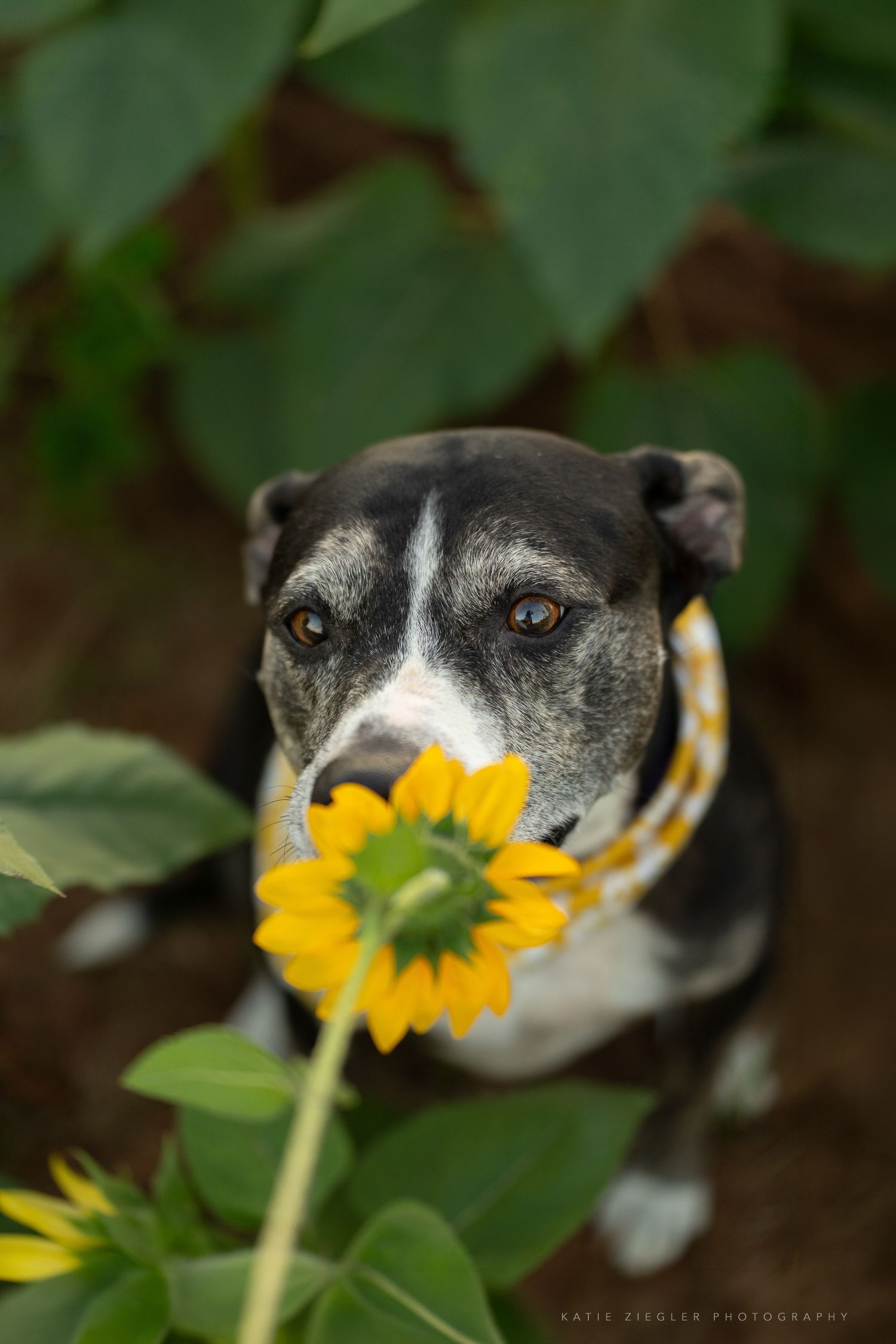 Katie Ziegler Photography. Huntsville, Alabama. Pet Photographer. sunflower field Pet Portraits
