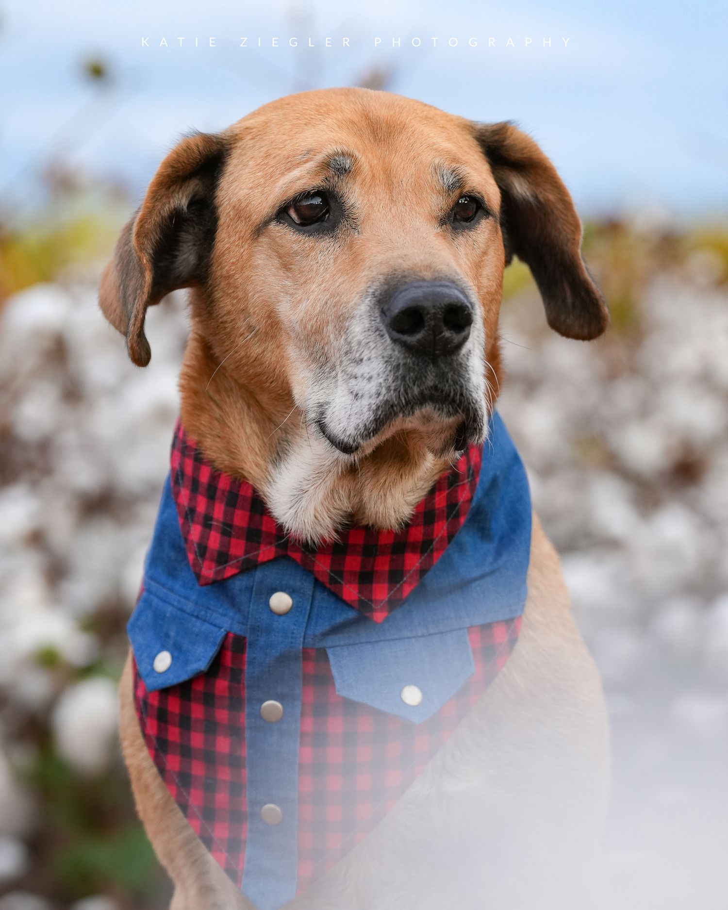 Katie Ziegler Photography. Huntsville, Alabama. Pet Photographer. Fall Pet Portraits, cotton field