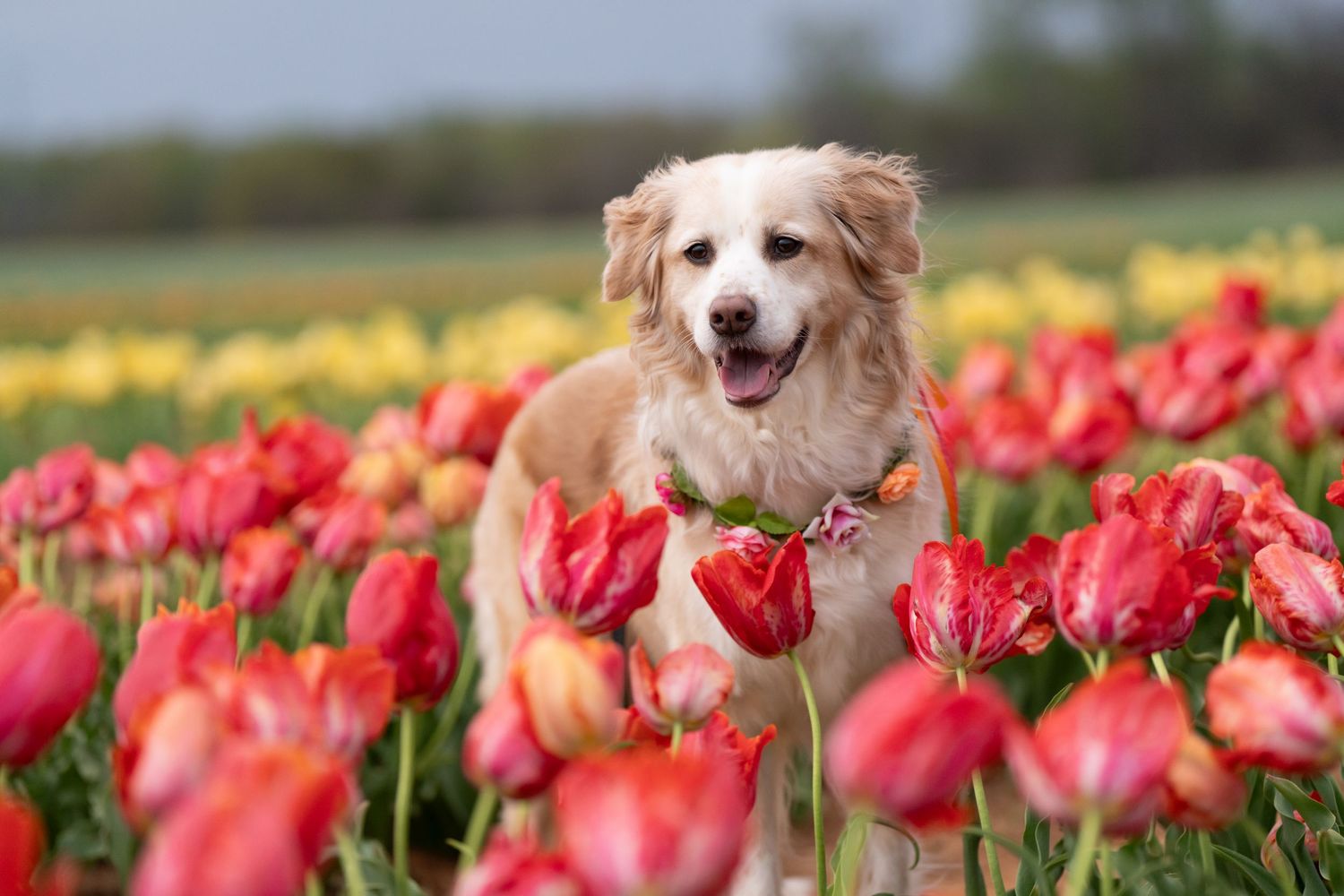 Katie Ziegler Photography. Huntsville, Alabama. Pet Photographer. Hubert family farms, new market, tulip fields