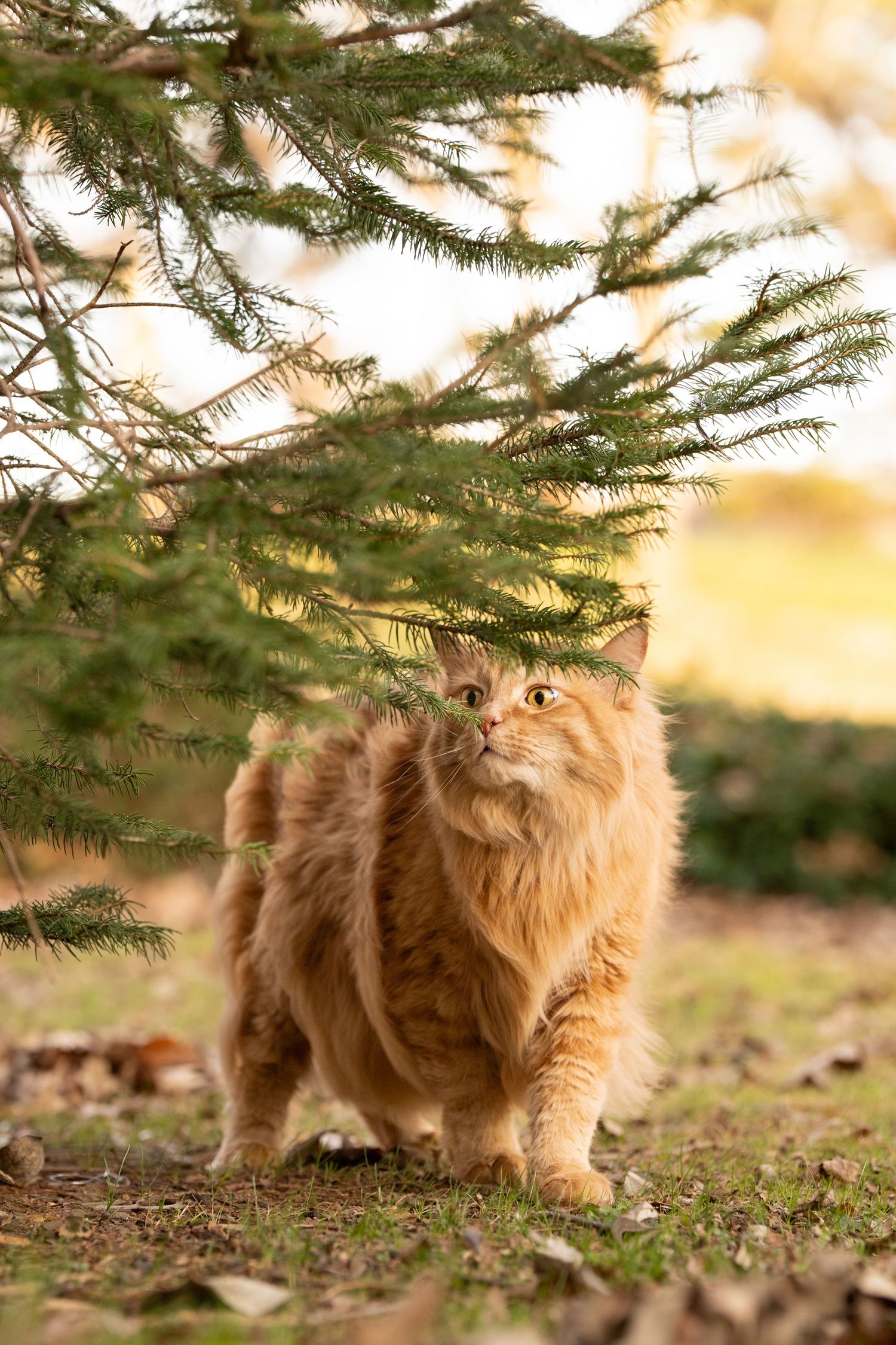 Katie Ziegler Photography. Huntsville, Alabama. Pet Photographer. cat photographer