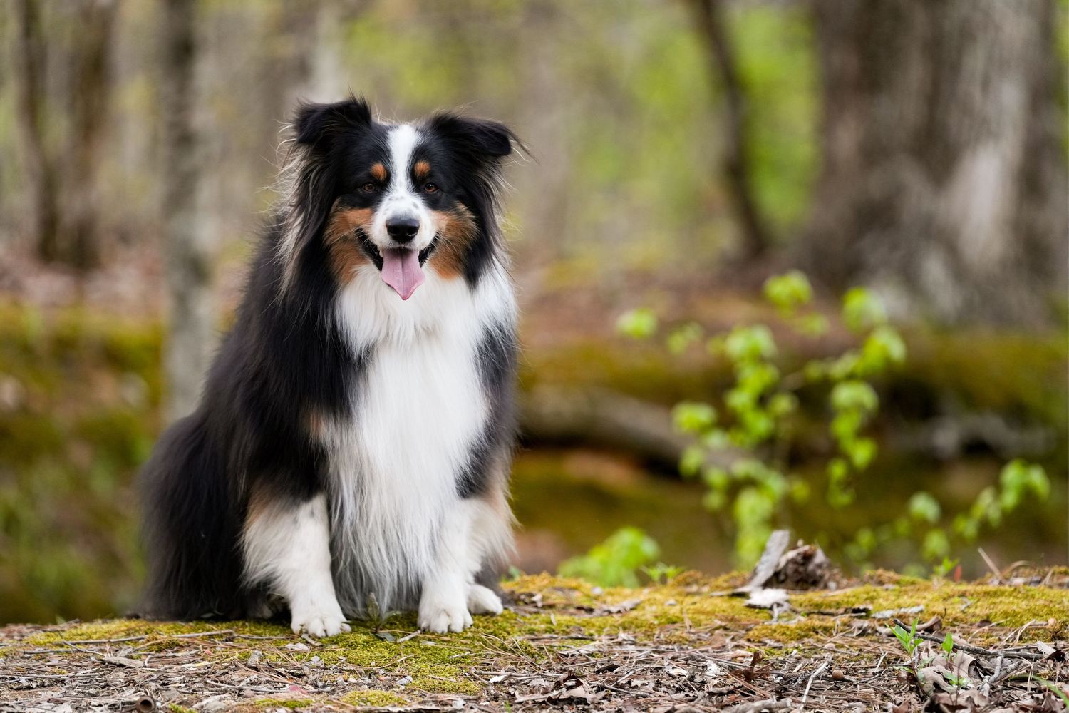 Katie Ziegler Photography. Huntsville, Alabama. Pet Photographer. Australian shepherd dog, green mountain, Madison county nature trail