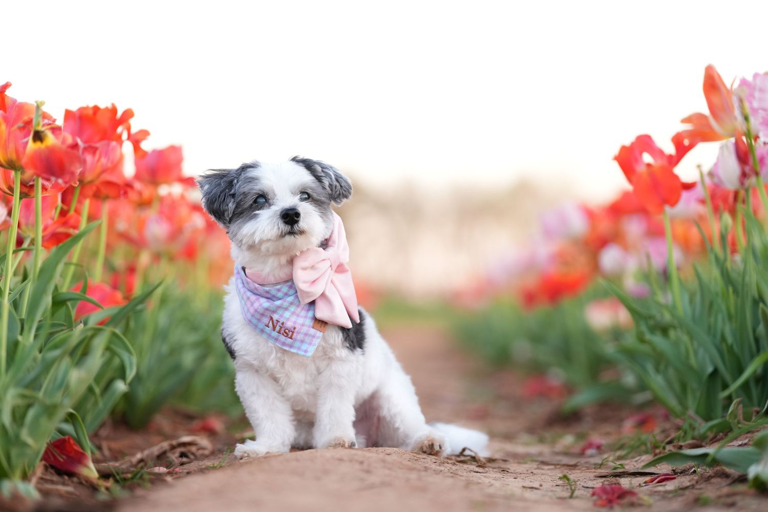Katie Ziegler Photography. Huntsville, Alabama. Pet Photographer. tulip field Pet Portraits