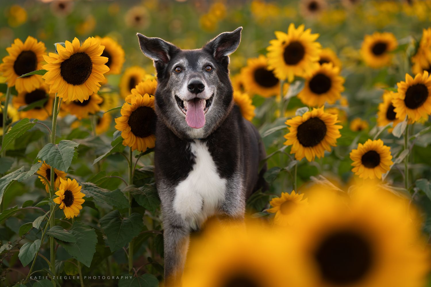 Katie Ziegler Photography. Huntsville, Alabama. Pet Photographer. sunflower field Pet Portraits