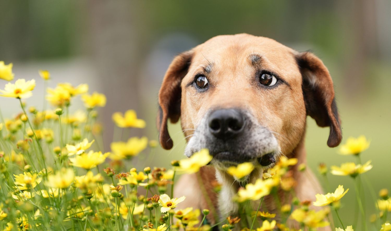 Katie Ziegler Photography. Huntsville, Alabama. Pet Photographer. senior pet portraits