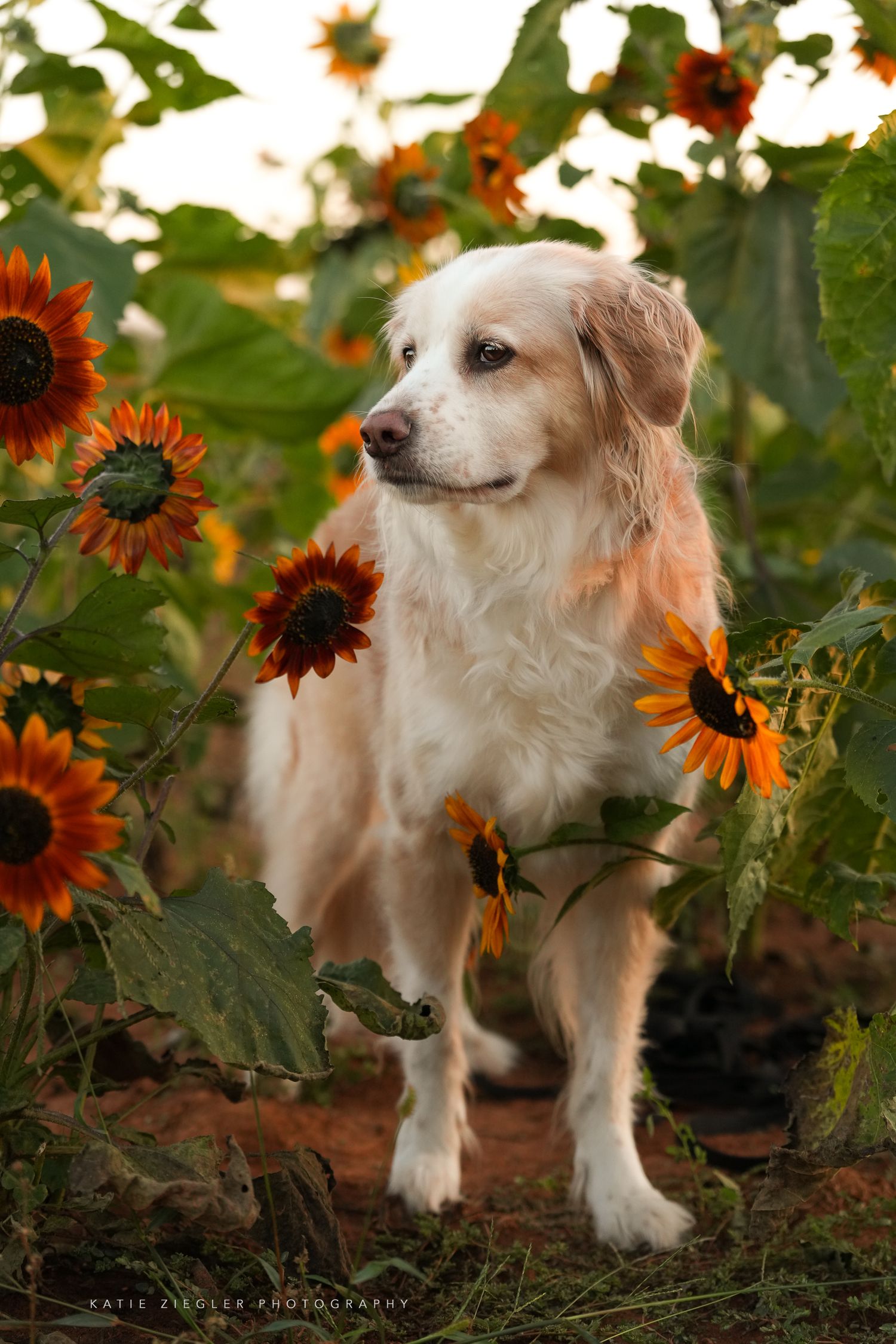Katie Ziegler Photography. Huntsville, Alabama. Pet Photographer. sunflower field Pet Portraits