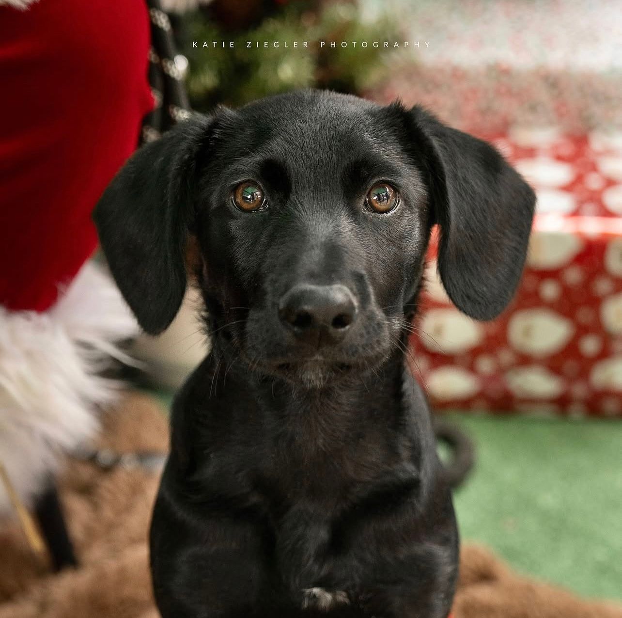 Pet Photos with Santa, Katie Ziegler Photography, a homeless dog came to see Santa, Huntsville, AL, Midcity District