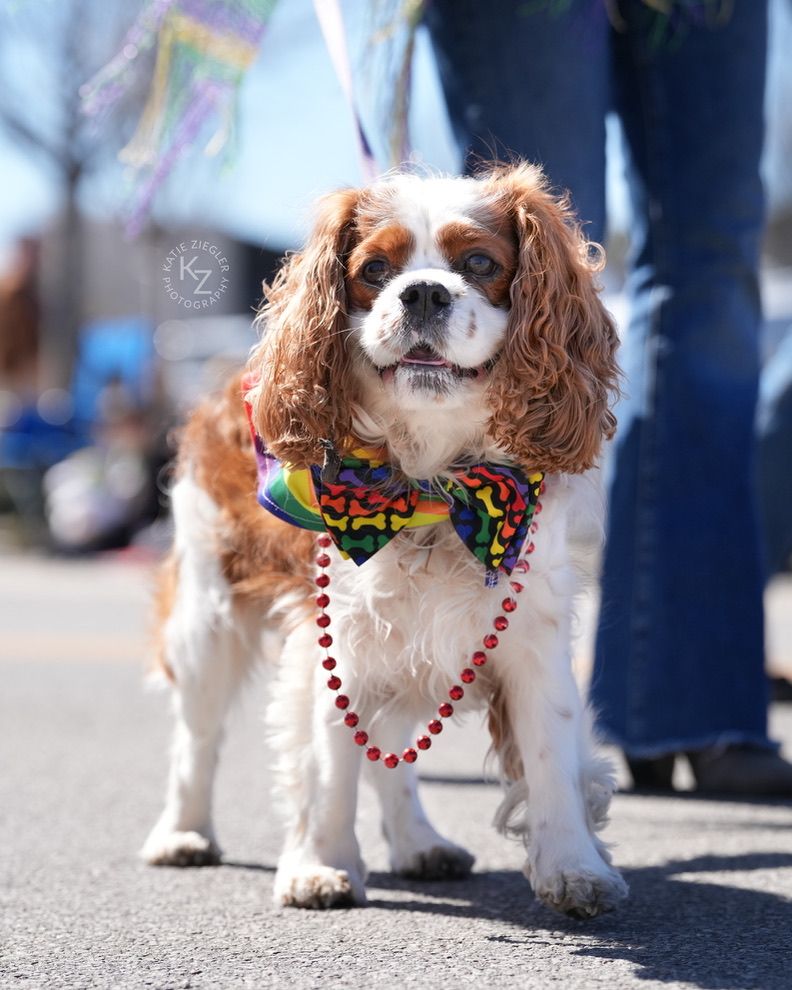 Katie Ziegler Photography. Huntsville, Alabama. Pet Photographer.