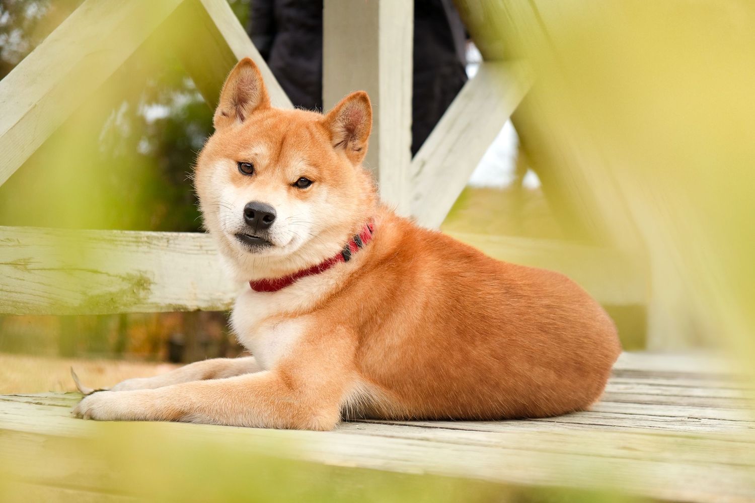 Katie Ziegler Photography. Huntsville, Alabama. Pet Photographer. Shiba Inu, Monte Sano Mountain