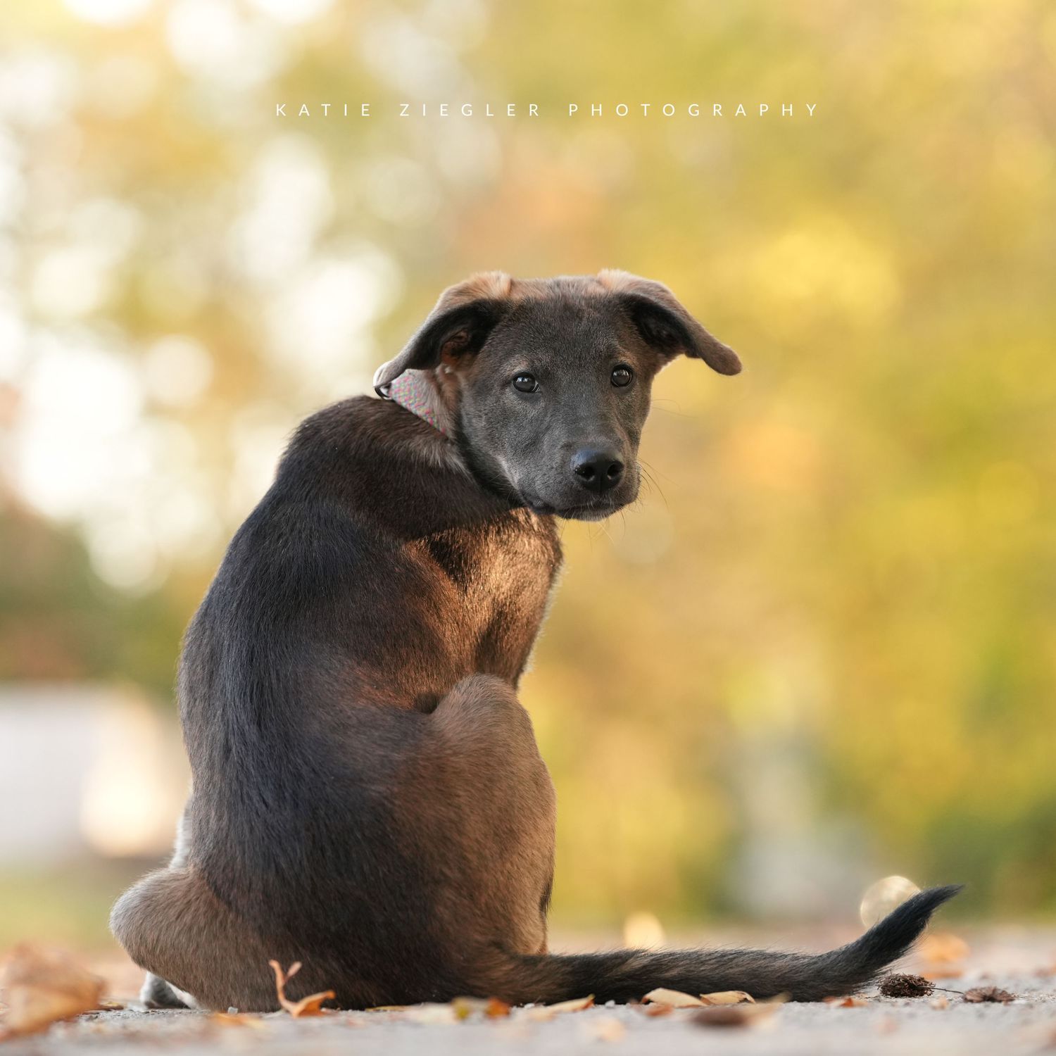 Katie Ziegler Photography. Huntsville, Alabama. Pet Photographer. Supporting local rescues and shelters. Homeless pet Photographer.
