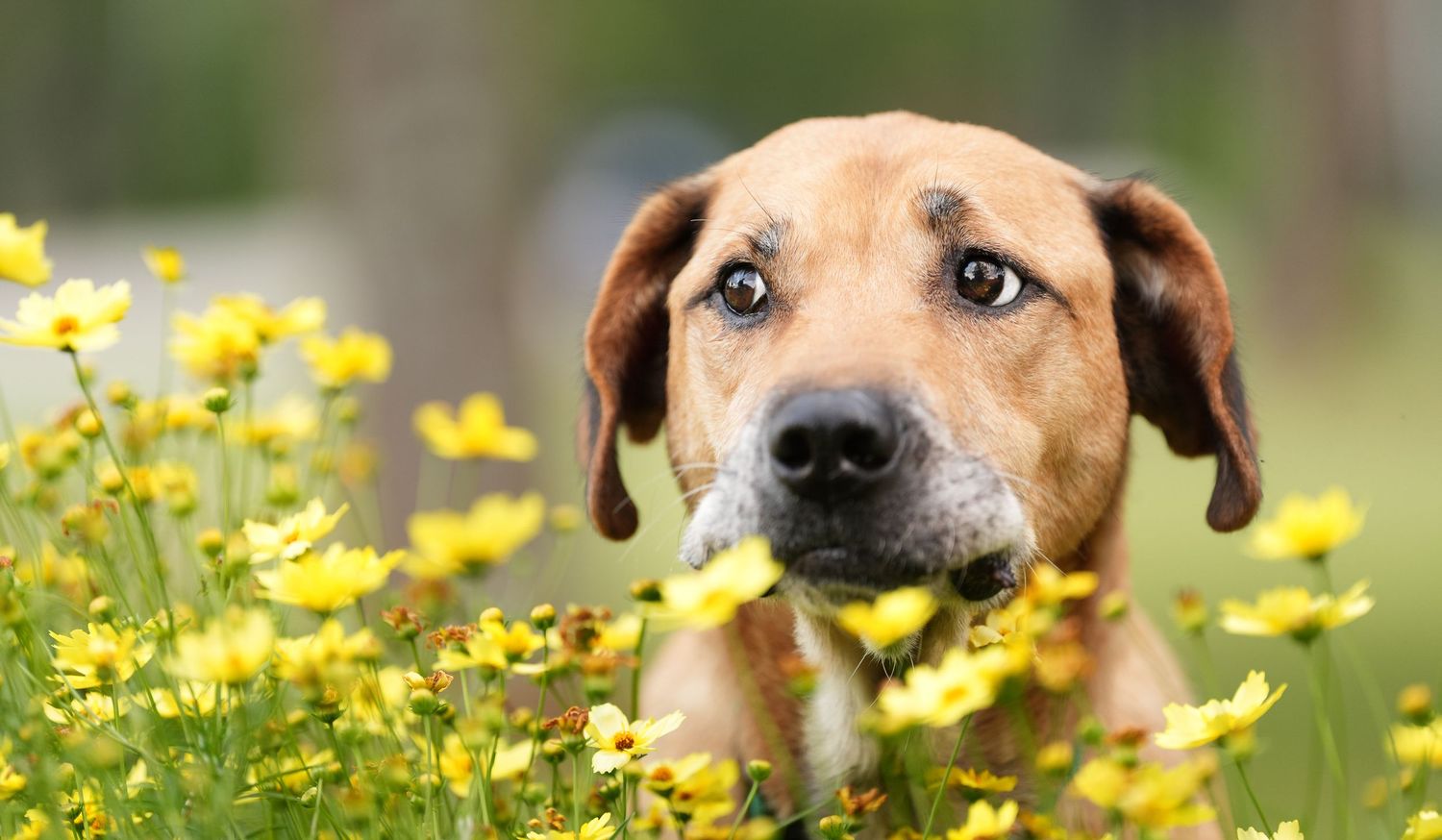 Katie Ziegler Photography. Huntsville, Alabama. Pet Photographer. Senior dogs