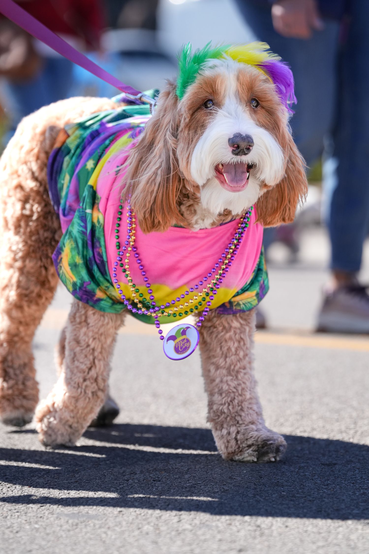 Katie Ziegler Photography. Huntsville, Alabama. Pet Photographer.