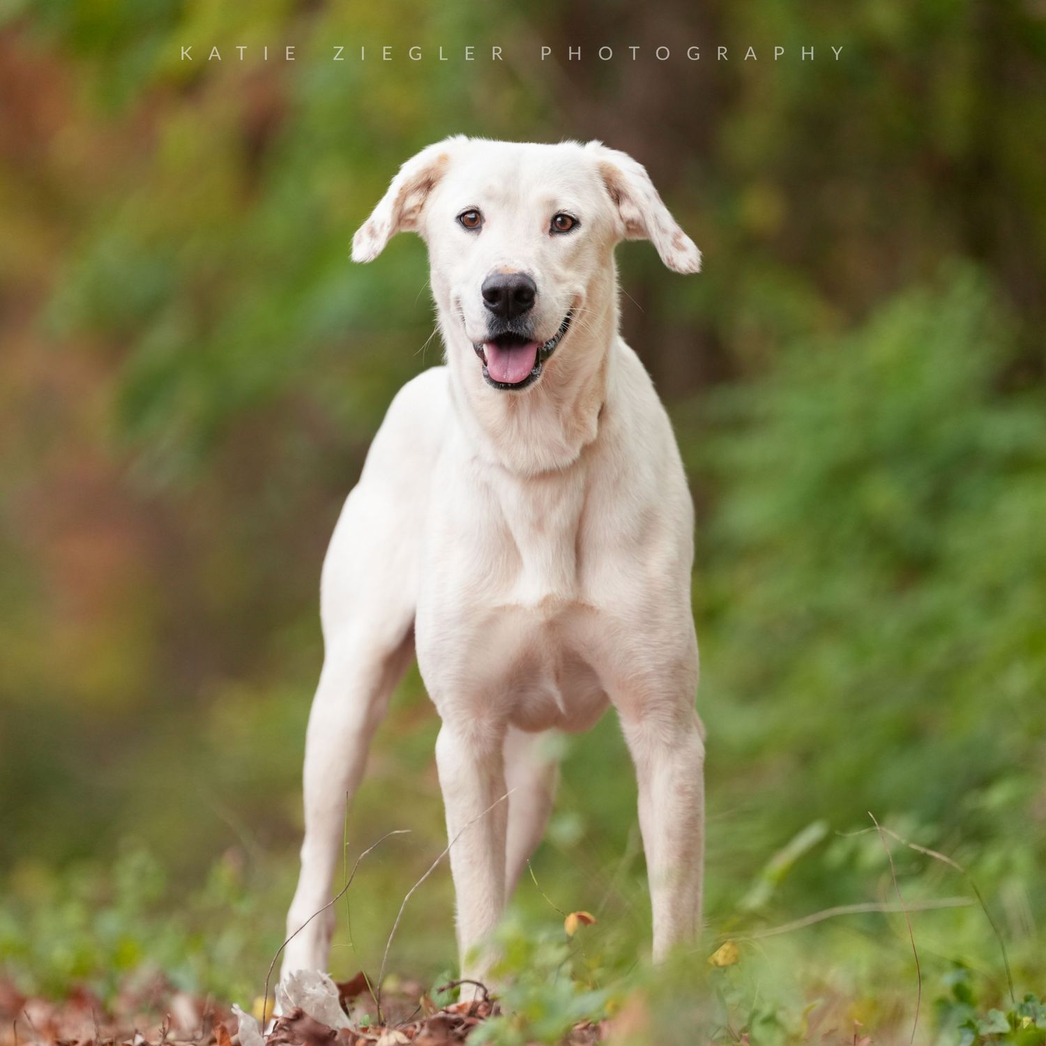Katie Ziegler Photography. Huntsville, Alabama. Pet Photographer.