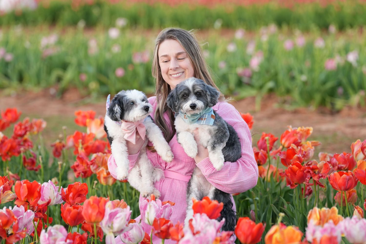 Katie Ziegler Photography. Huntsville, Alabama. Pet & Family Photographer. Tulip fields at the Hubert Family Farms. Cute Dog Photos.