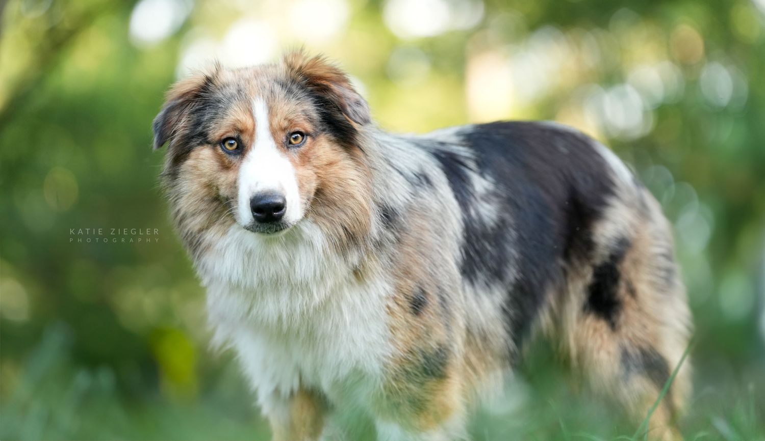 Katie Ziegler Photography. Huntsville, Alabama. Pet Photographer. Supporting local rescues and shelters. Homeless pets, Australian Shepherd.