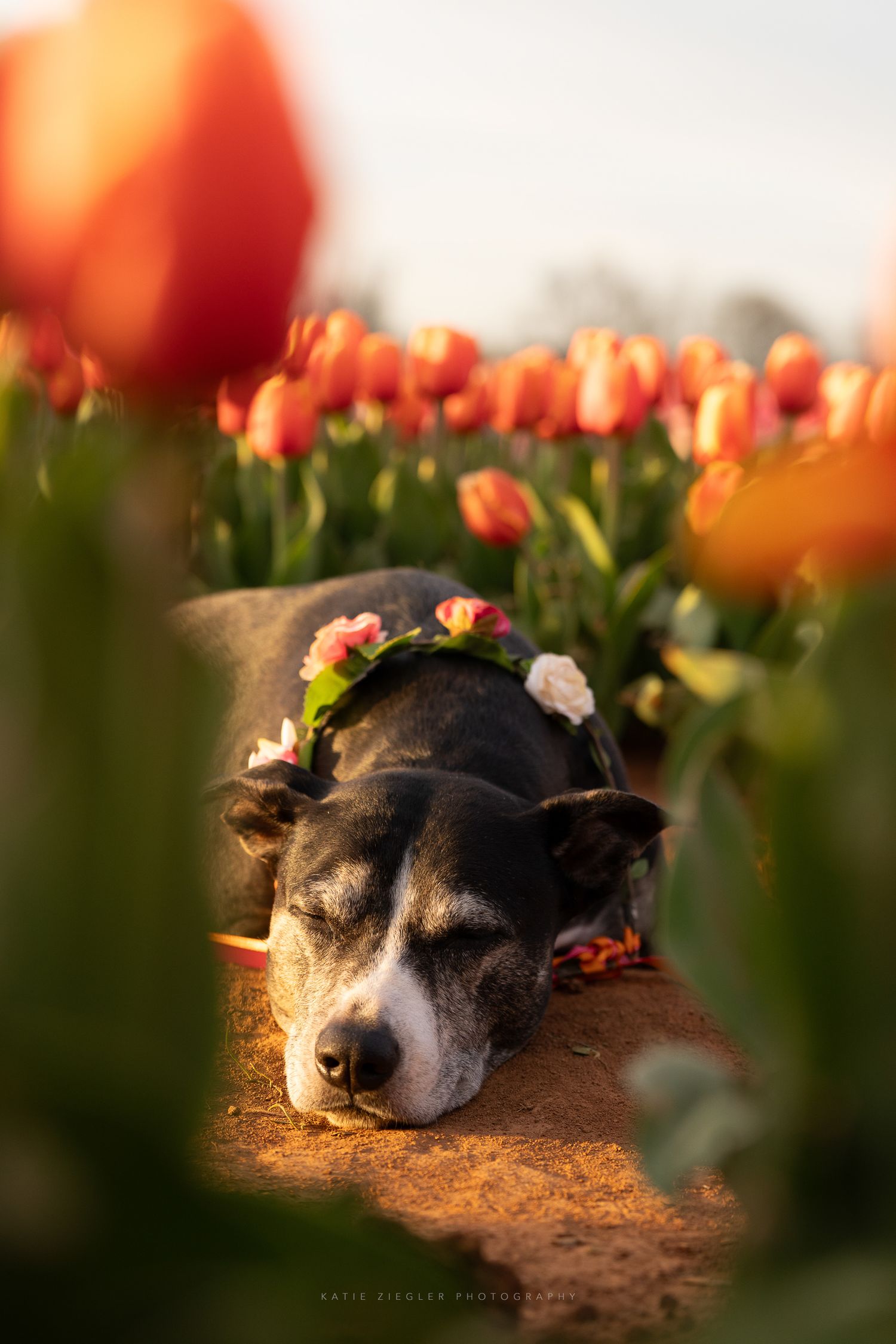 Katie Ziegler Photography. Huntsville, Alabama. Pet Photographer. Tulip field Farm Pet Portraits