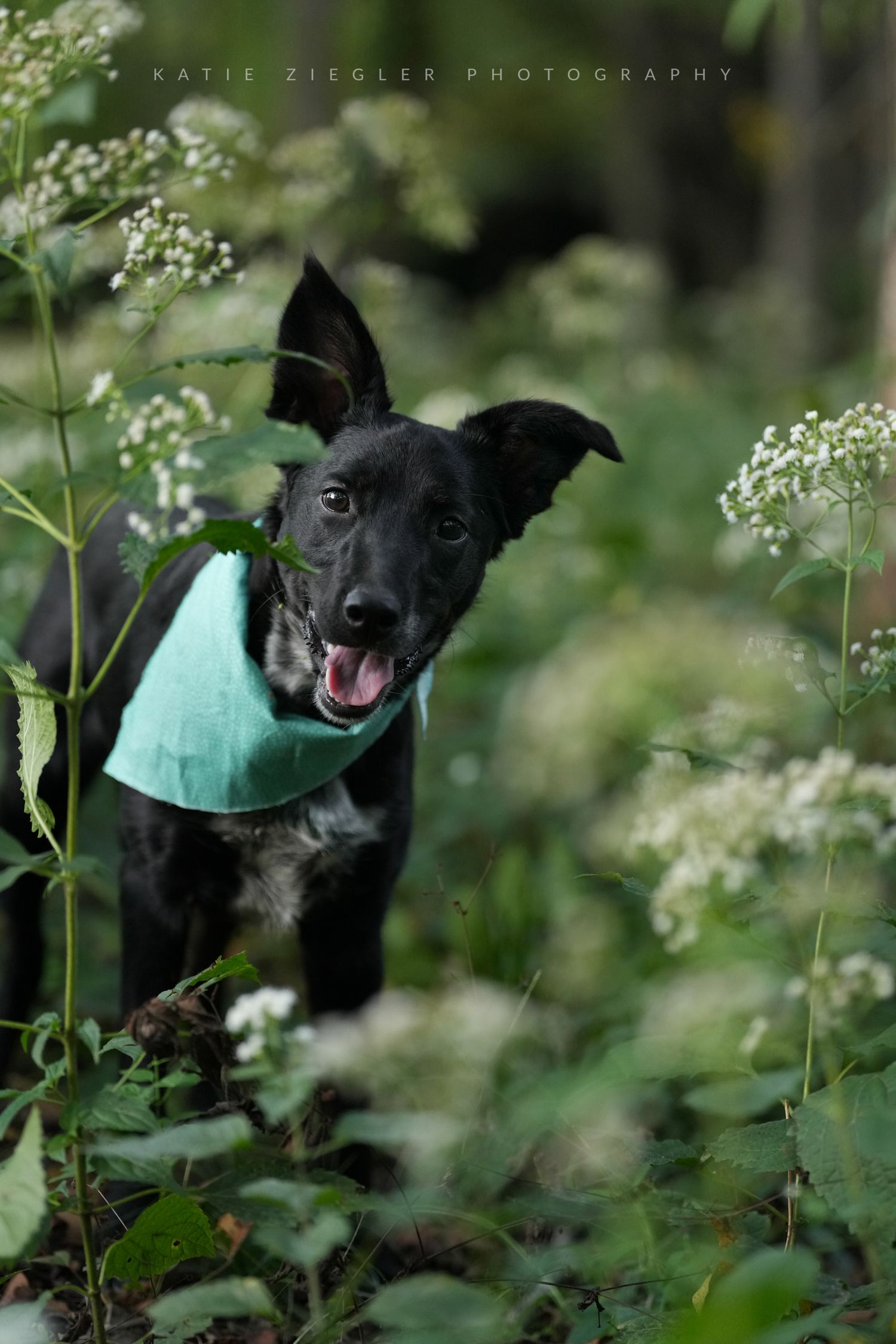 Katie Ziegler Photography. Huntsville, Alabama. Pet Photographer.