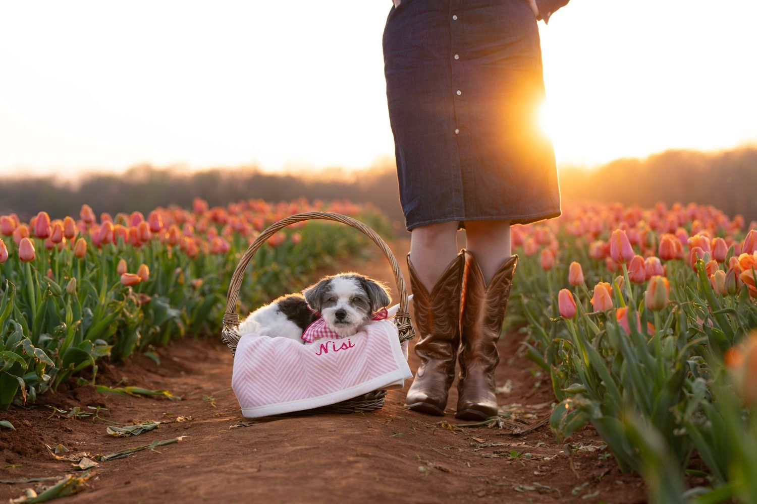 Katie Ziegler Photography. Huntsville, Alabama. Pet Photographer. tulip field Pet Portraits