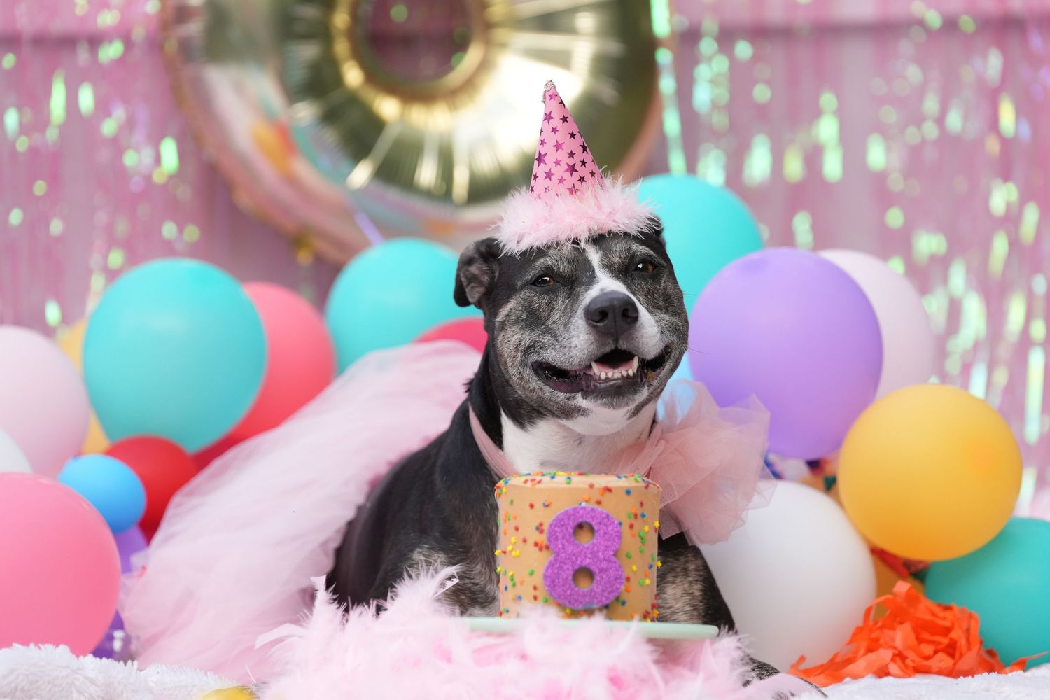 Katie Ziegler Photography. Huntsville, Alabama. Pet Photographer. birthday pawty, dog birthday