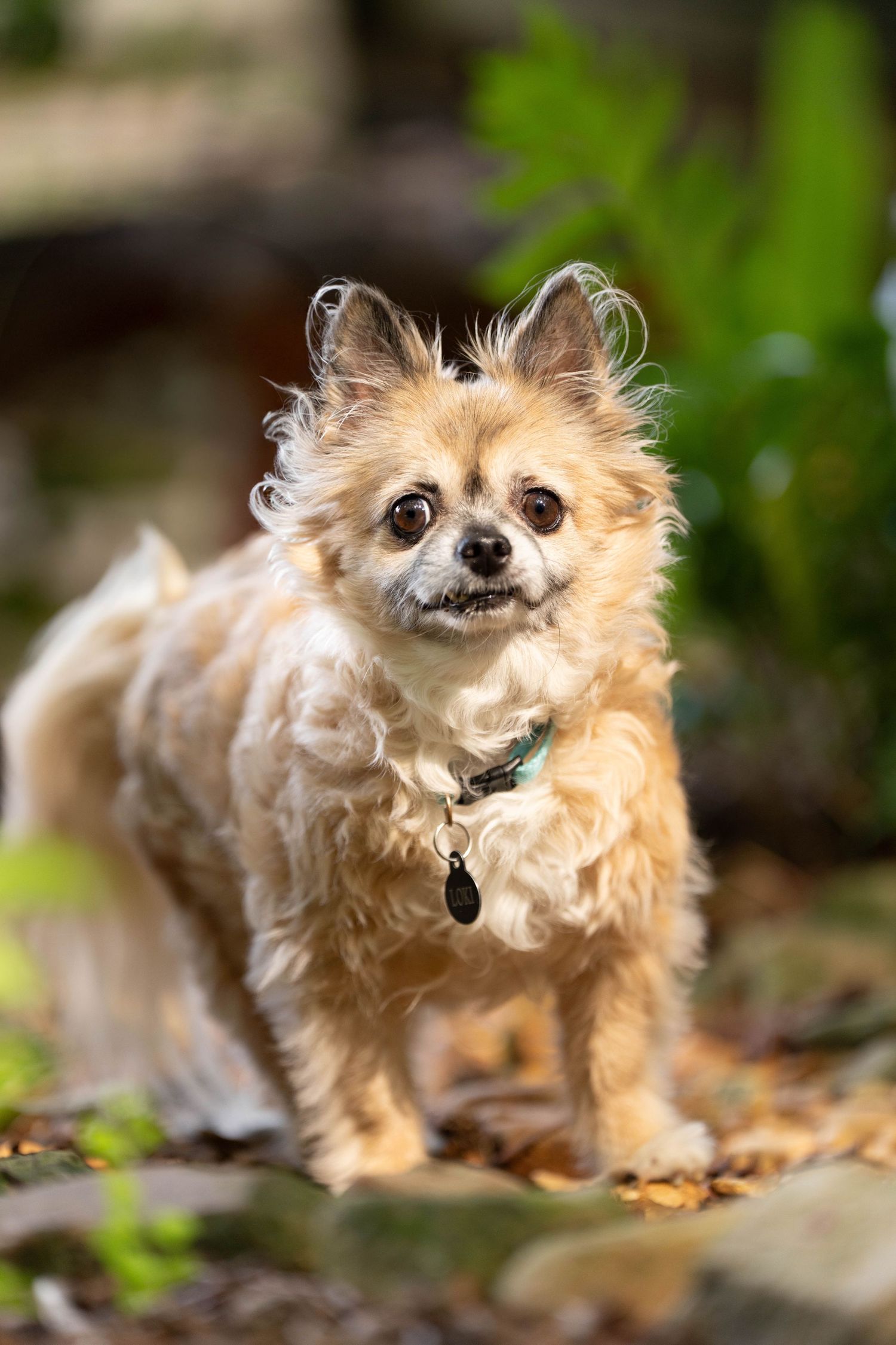 Katie Ziegler Photography. Huntsville, Alabama. Pet Photographer. senior pet portraits