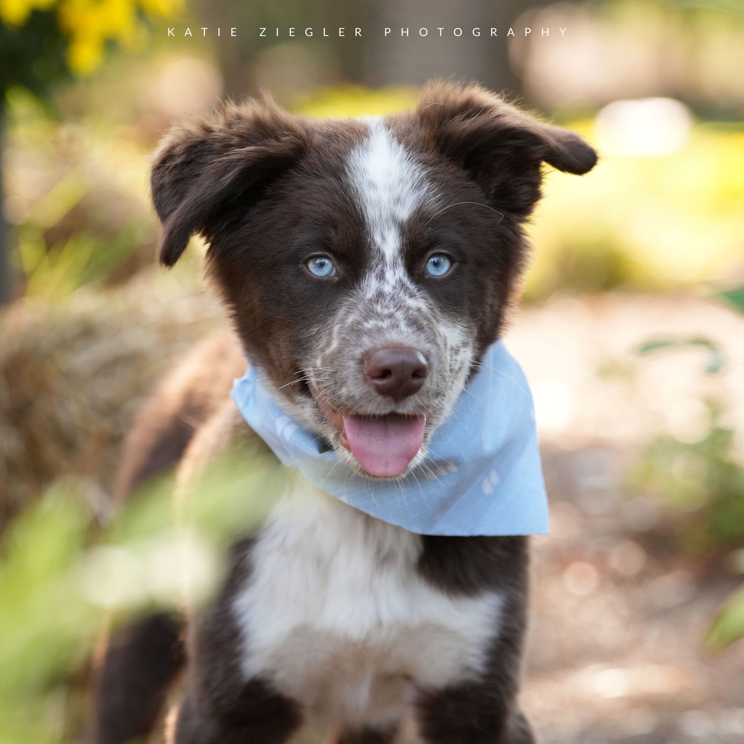 Katie Ziegler Photography. Huntsville, Alabama. Pet Photographer. Supporting local rescues and shelters. Homeless pet Photographer.