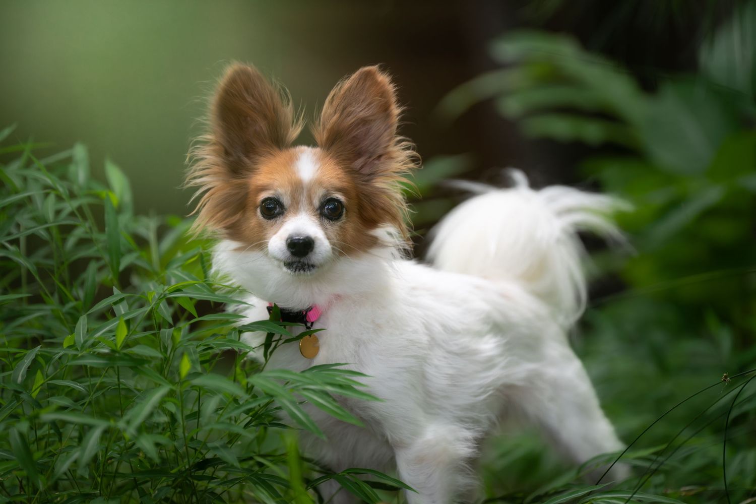Katie Ziegler Photography. Huntsville, Alabama. Pet Photographer. Papillon Rescue Dog.