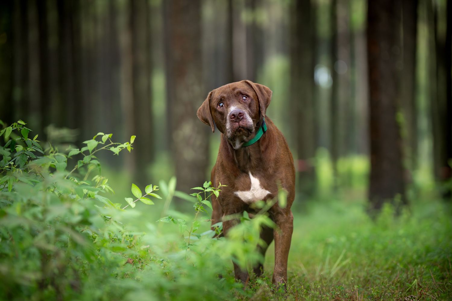 Katie Ziegler Photography. Huntsville, Alabama. Pet Photographer. Huntsville - Land Trust of North Alabama. rescue dog, shelter dog