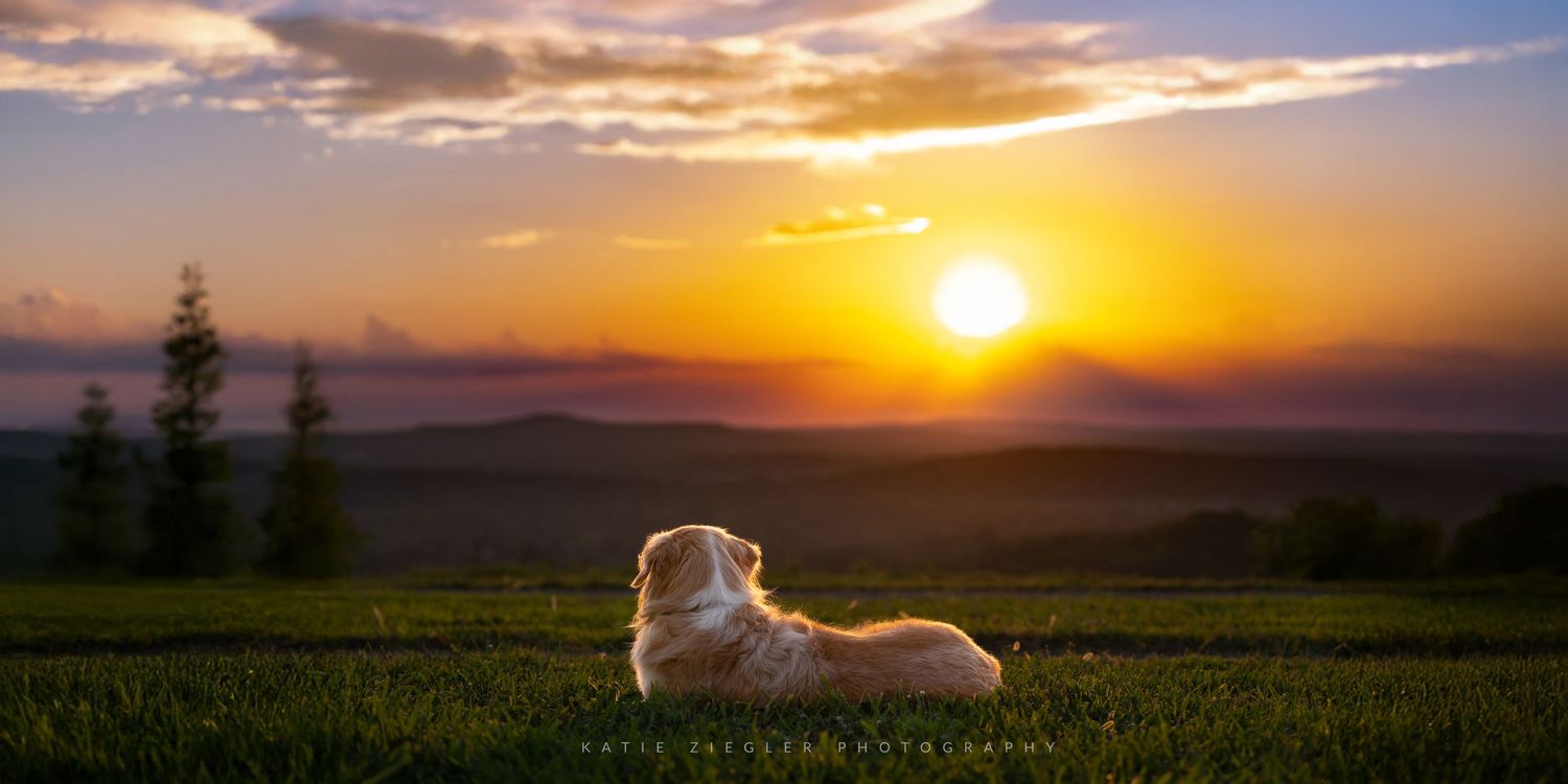 Katie Ziegler Photography. Huntsville, Alabama. Pet Photographer. Sunsets with dogs. Blevins Gap Nature Preserve, Cecil Ashburn overlook.