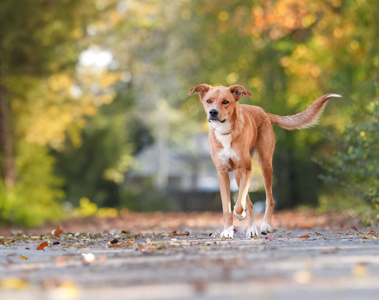 Katie Ziegler Photography. Huntsville, Alabama. Pet Photographer. Supporting local rescues and shelters. Homeless pet Photographer.
