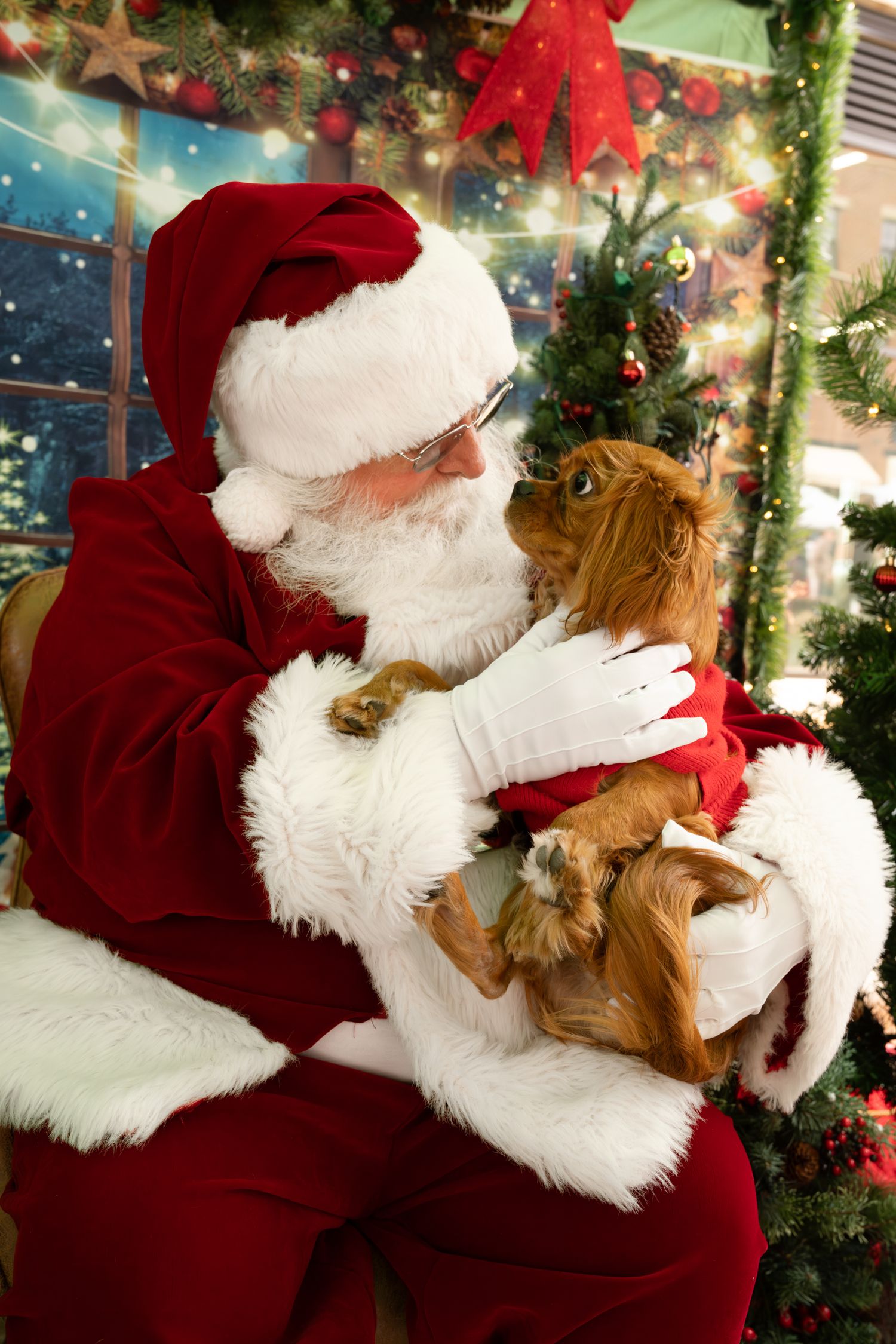 Pet Photos with Santa, Katie Ziegler Photography, a dog came to see Santa, Huntsville, AL, Midcity District