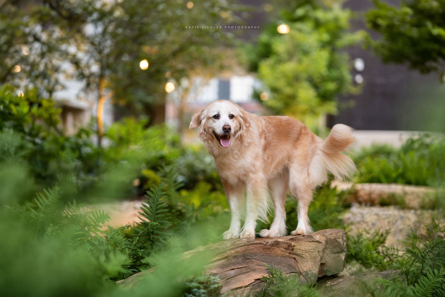 Katie Ziegler Photography, Huntsville Alabama Pet Photographer