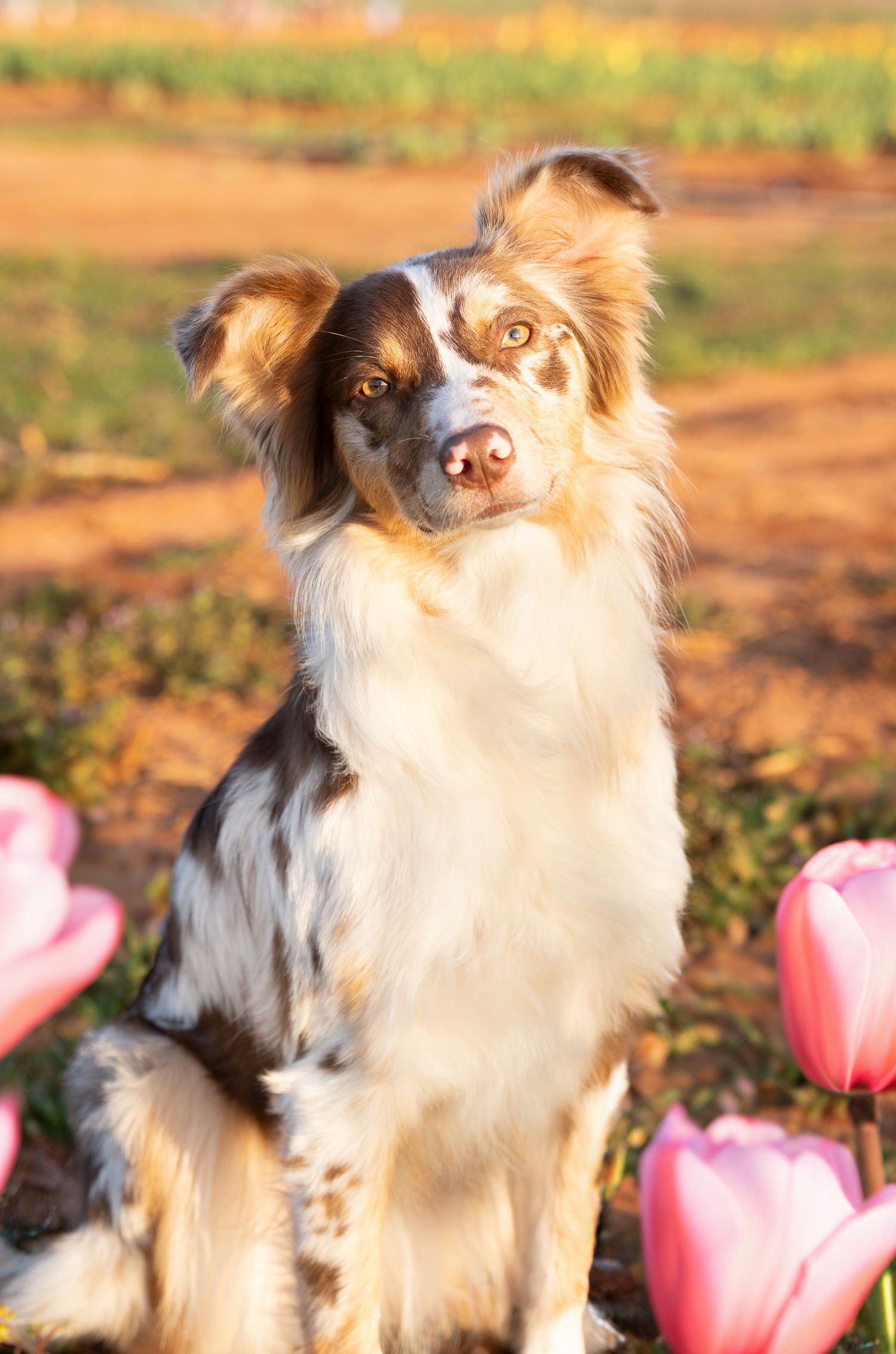 Katie Ziegler Photography. Huntsville, Alabama. Pet Photographer. Tulip fields at the Hubert Family Farms. New Market, AL. Cute Dog Photos.