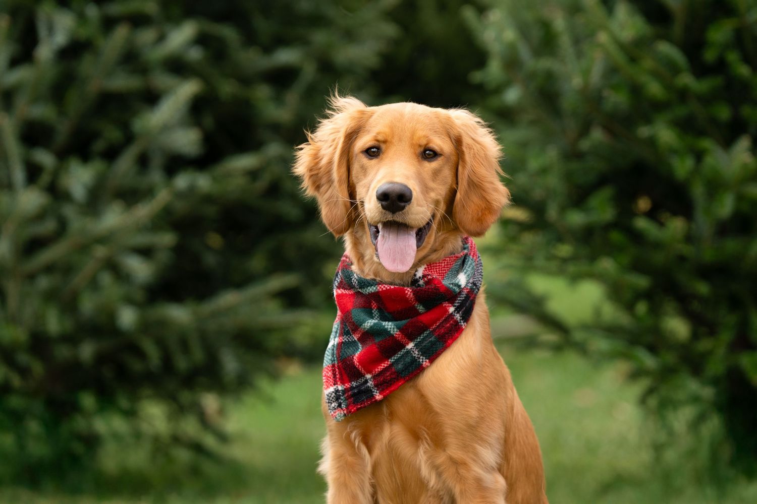 Katie Ziegler Photography. Huntsville, Alabama. Pet Photographer. Christmas tree farm