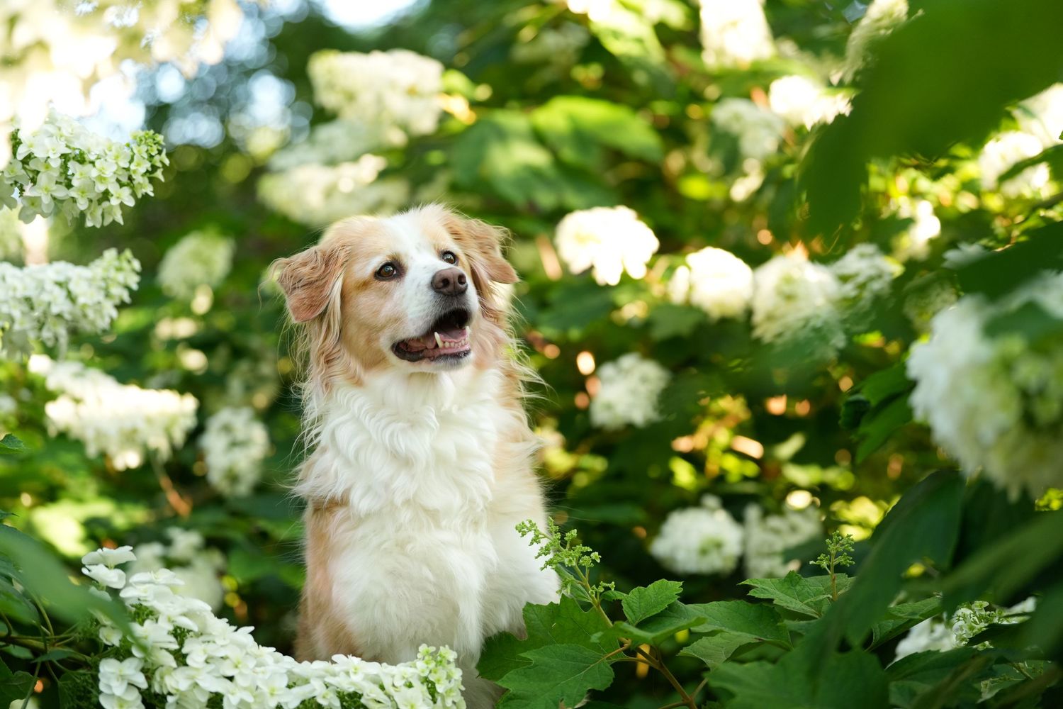 Katie Ziegler Photography. Huntsville, Alabama. Pet Photographer.