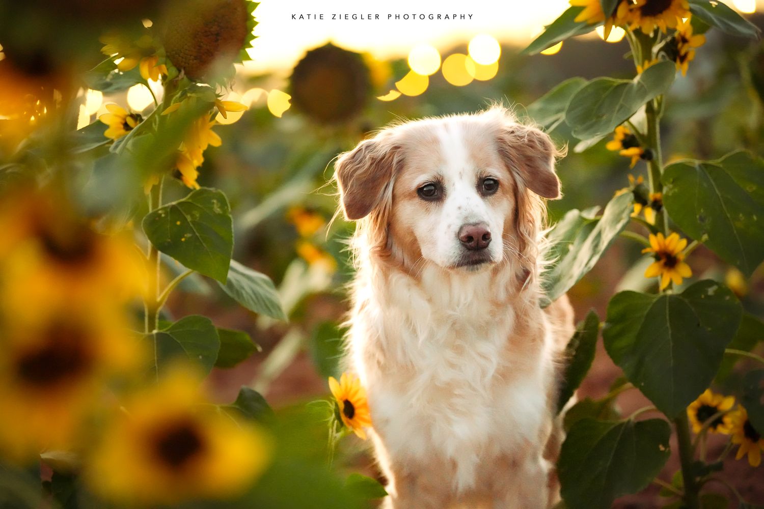 Katie Ziegler Photography. Huntsville, Alabama. Pet Photographer. sunflower field Pet Portraits