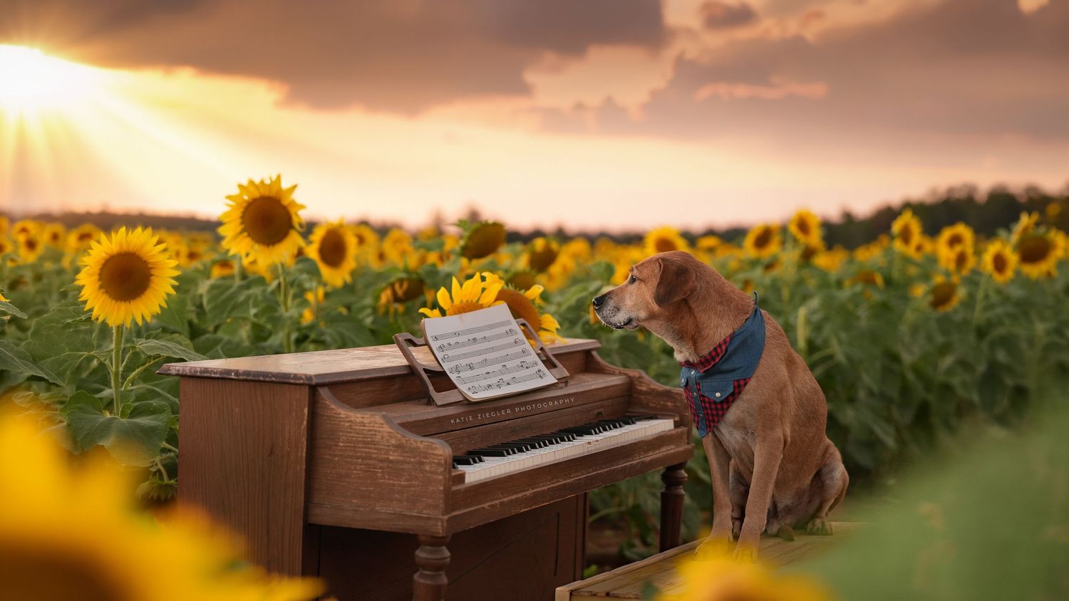 Katie Ziegler Photography. Huntsville, Alabama. Pet Photographer. sunflower field Pet Portraits
